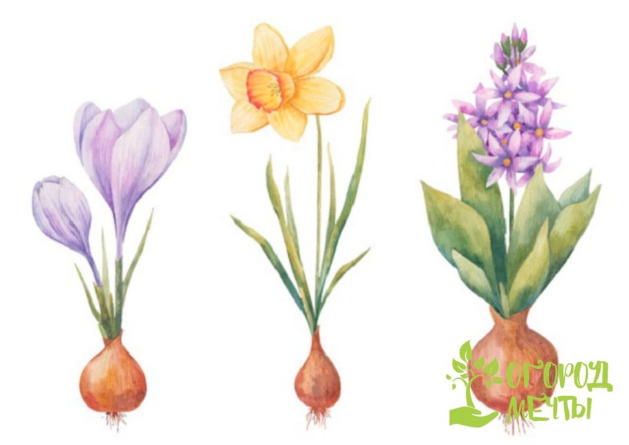 Гиппеаструм амариллис