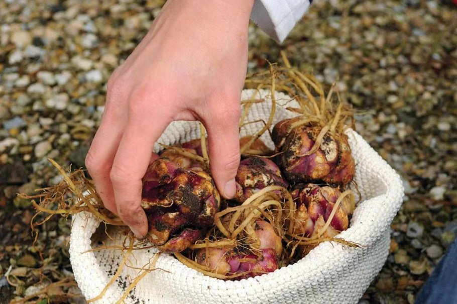 Луковицы лилии Донце