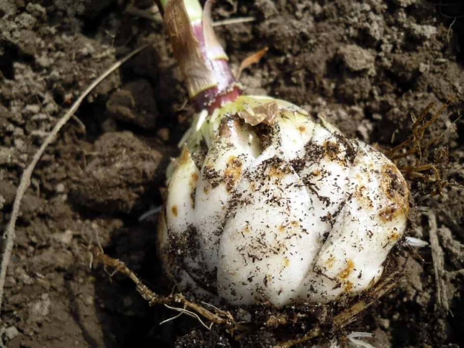 Лилия азиатская луковица