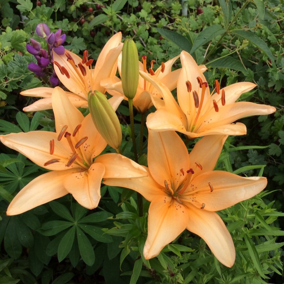 Лилия азиатская Диметра