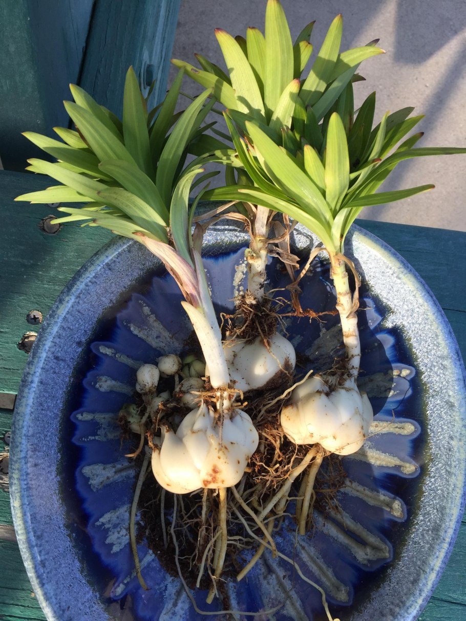 Луковички лилии