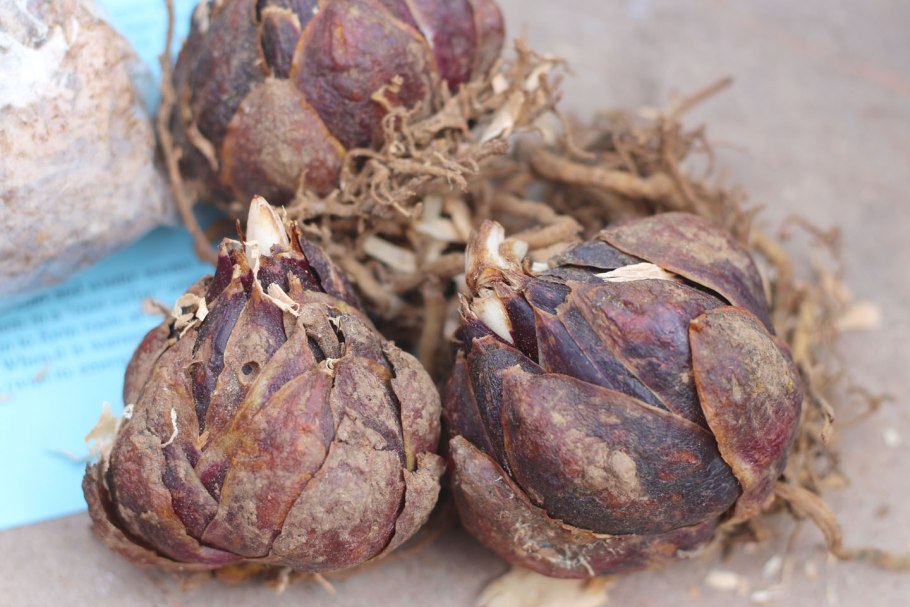 Клубни луковицы лилии азиатской