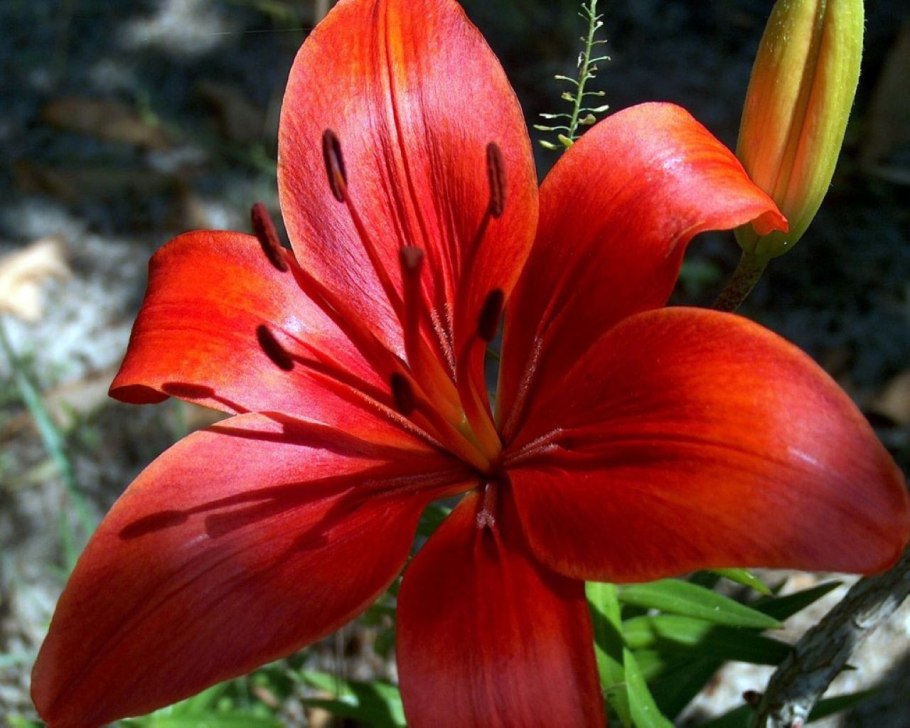 Эухарис Сандера (Eucharis sanderi)