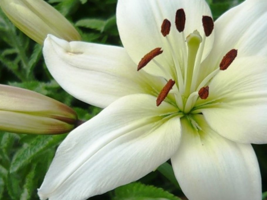 Лилия Навона (азиатская)