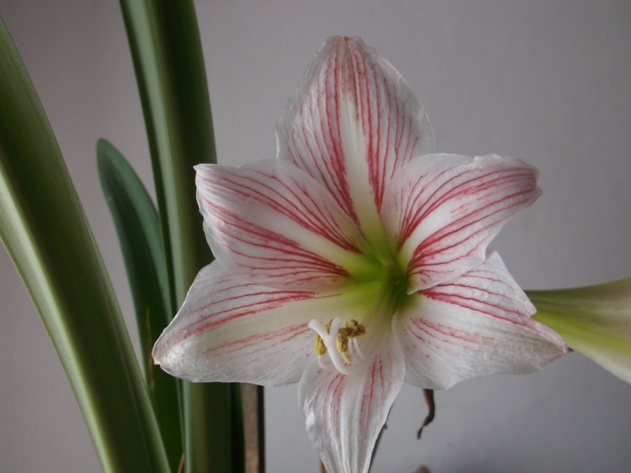 Лилия тигровая семейство