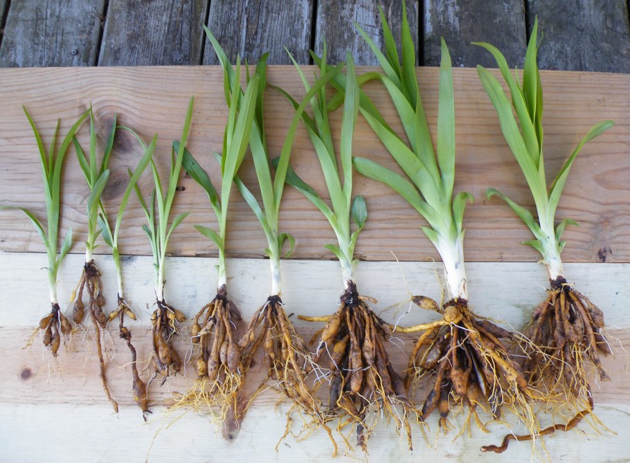 Эустома корни