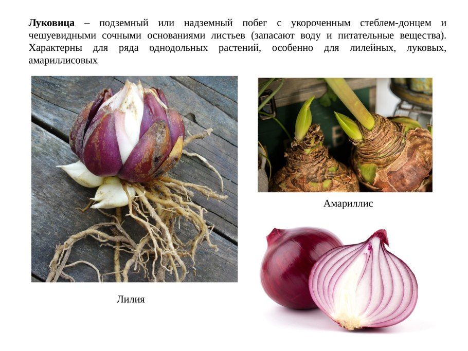 Микс лилии луковицы
