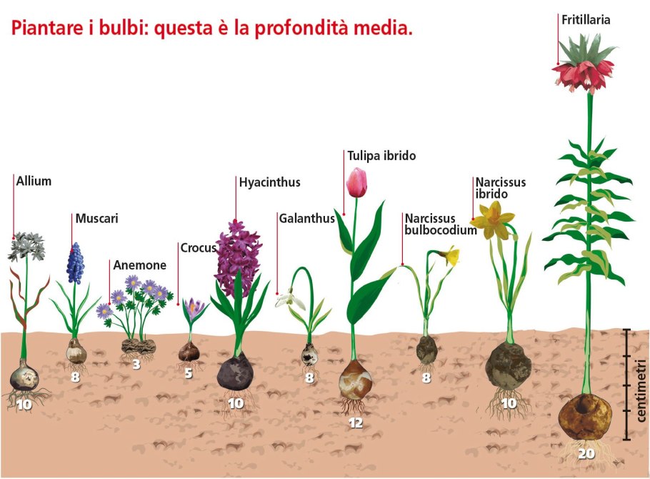 Схема посадки луковичных цветов