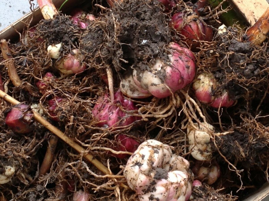 Отряд Лилейные