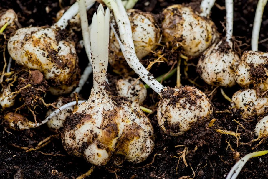 Пророщенная луковица лилии