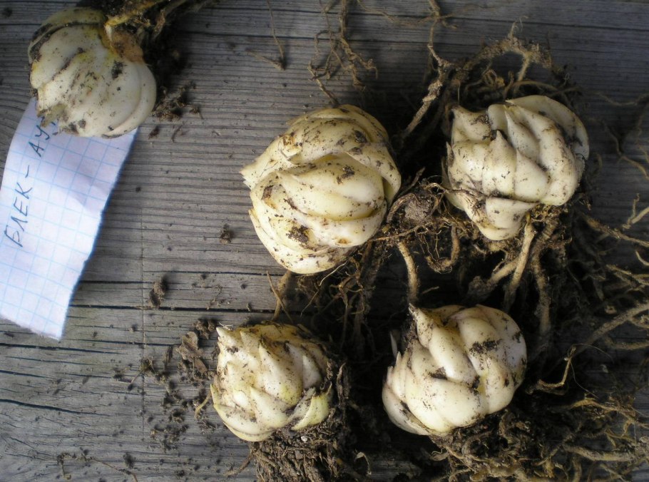 Луковицы Сараны