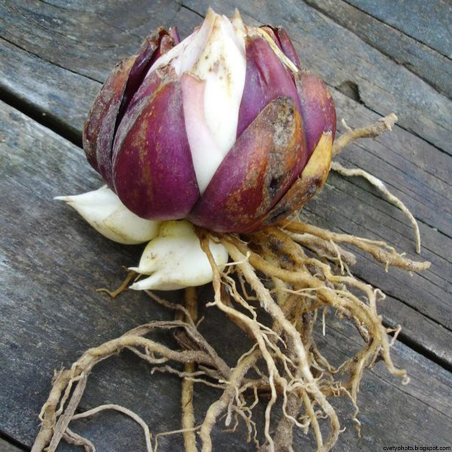 Клубни луковичные лилии