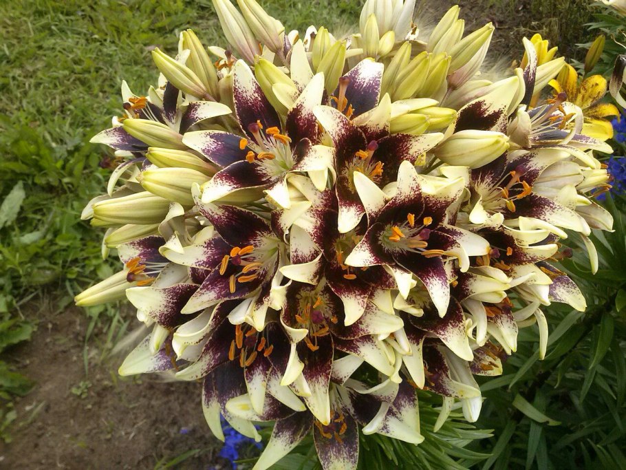 Лилия эухарис