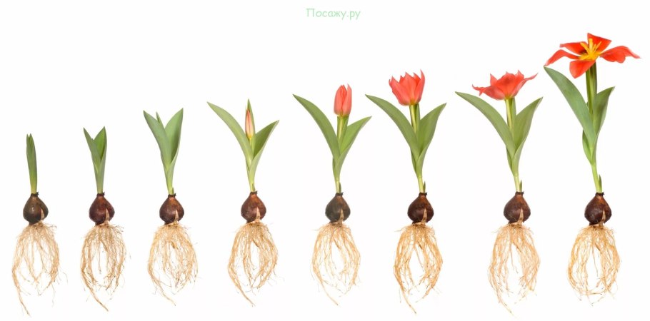 Лилейные масличные