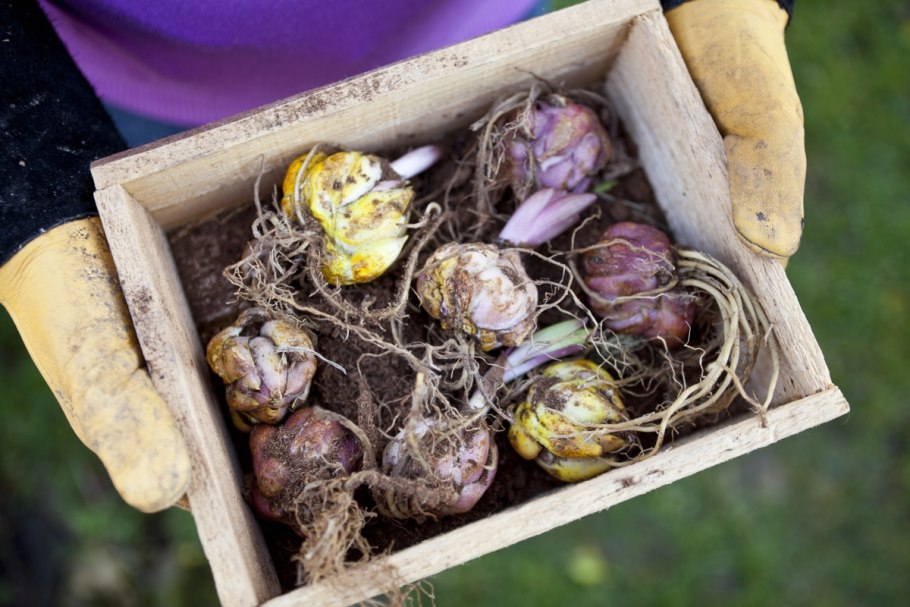 Луковица лилии