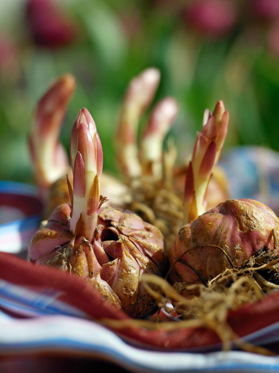 Лилия пирамидальная луковица