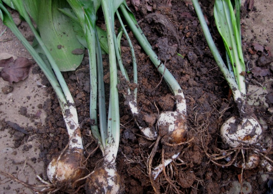 Луковицы ирисы серая гниль