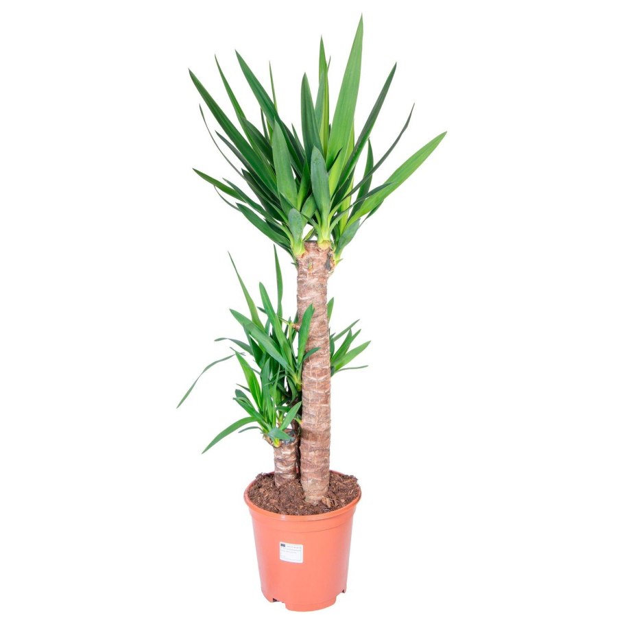 Тропические цветы в горшках