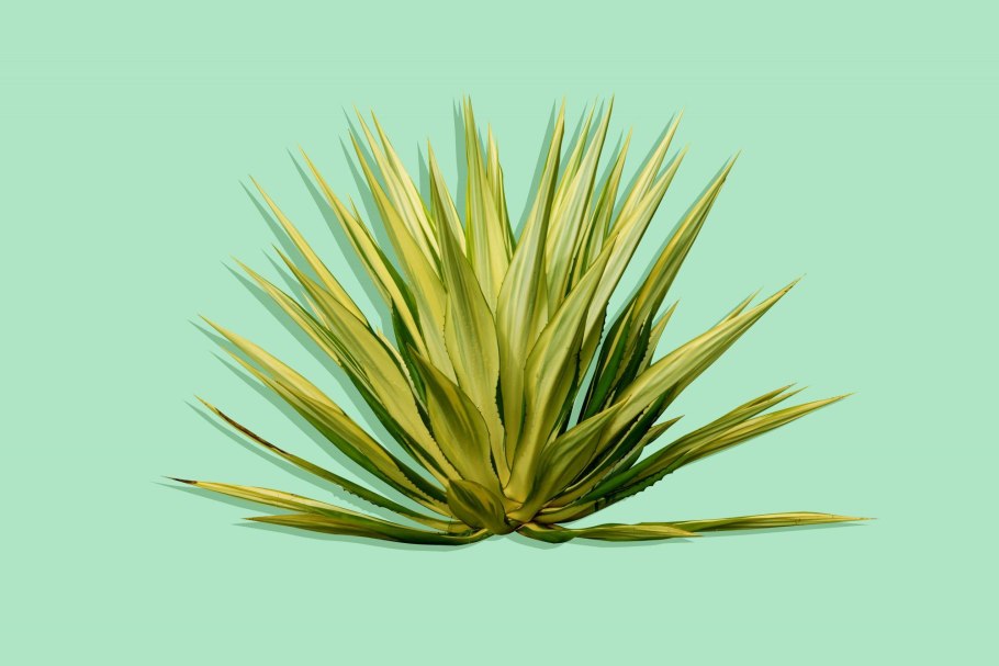 Драцена Фрагранс Грин-Уайт