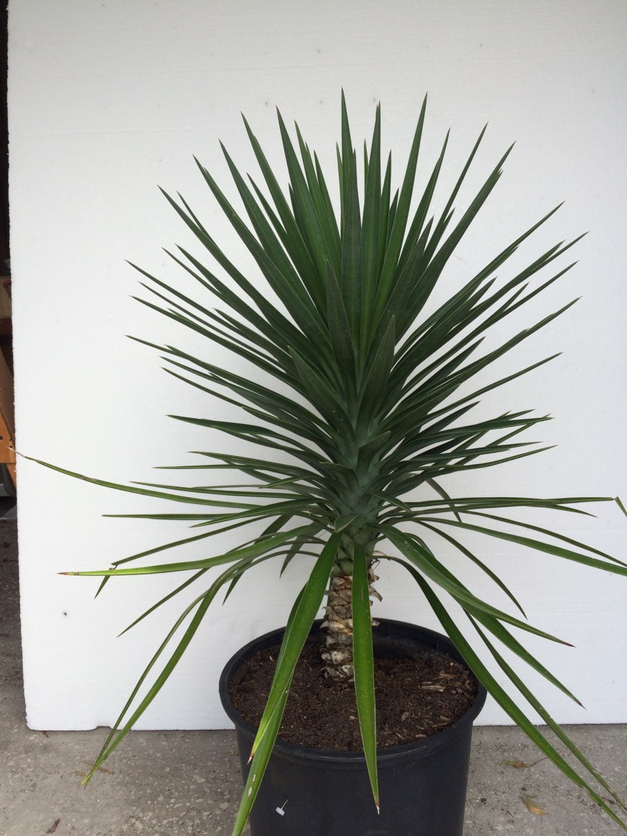 Yucca цветок листья