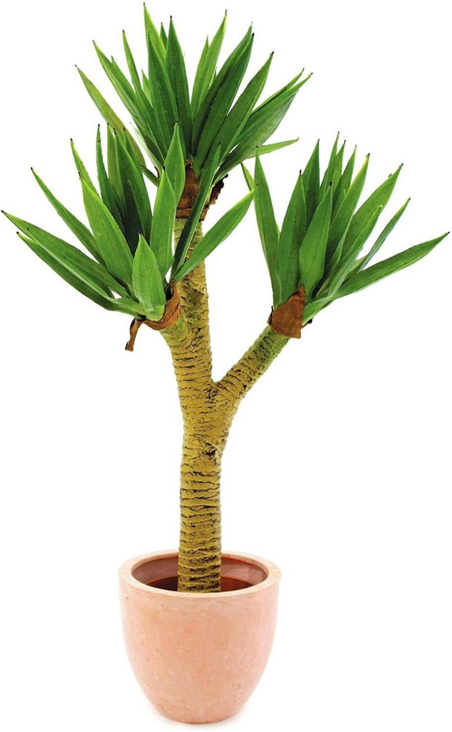 Юкка нитчатая Color Guard (колор гуард)