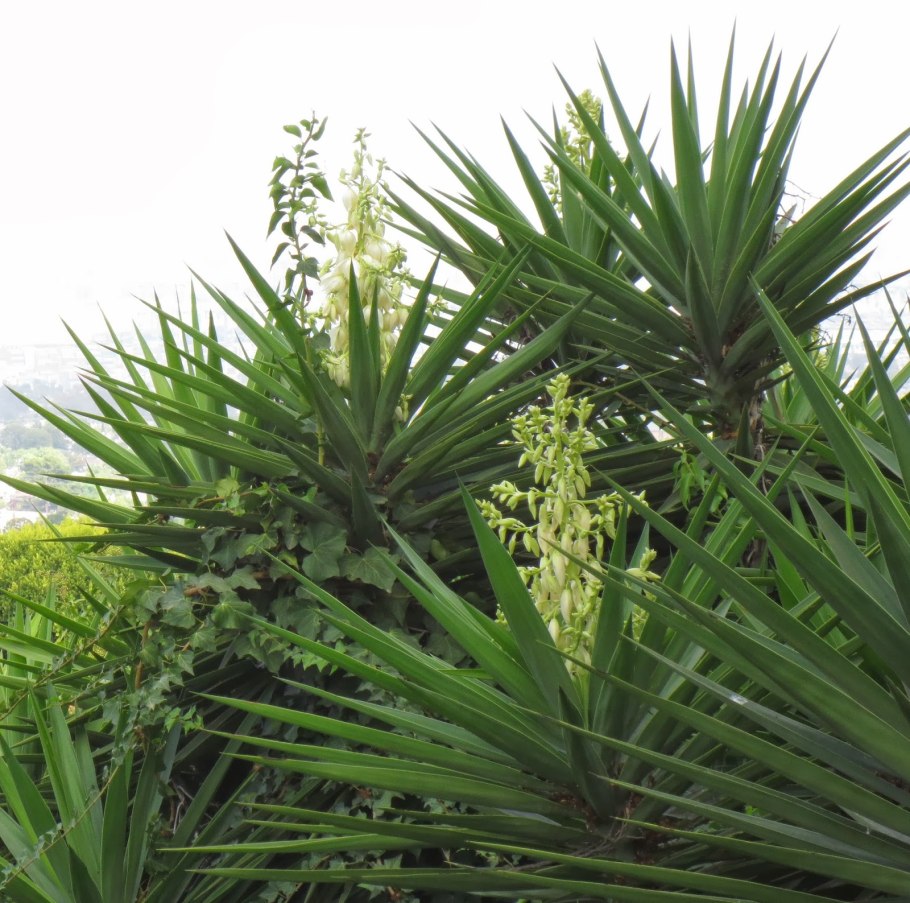 Юкки вид сверху