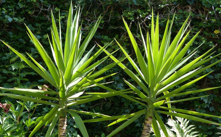 Юкка Элефант