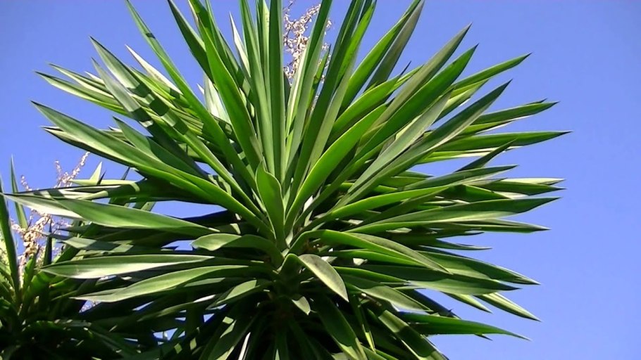 Цветок Пальма Юкка