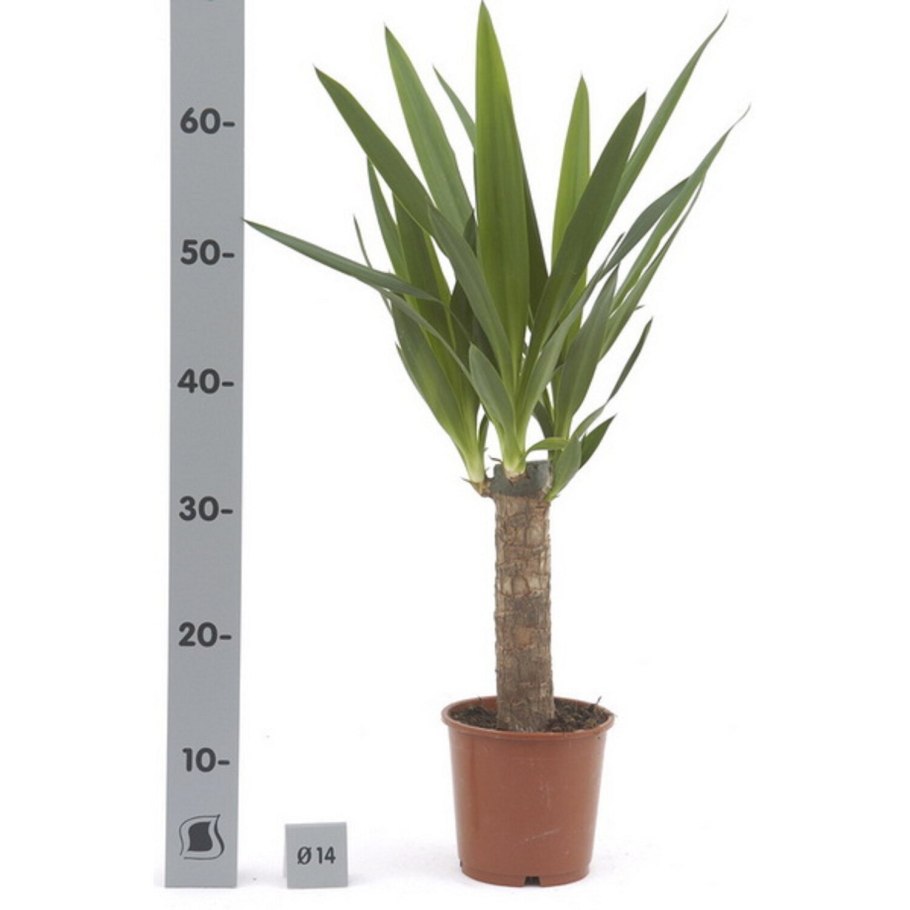 Юкка Драцена Пальма