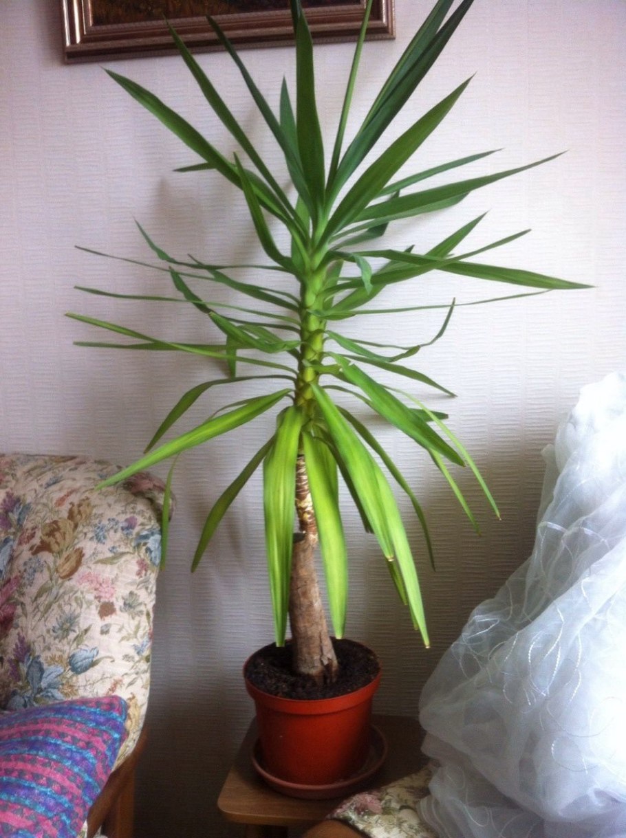 Юкки вид сверху