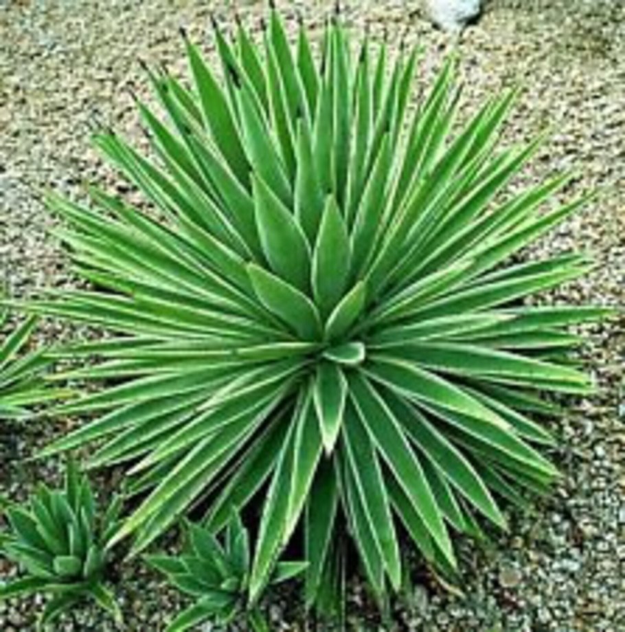 Юкка рострата 30/40см с 5