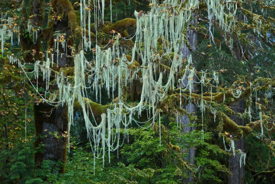 Уснея лишайник