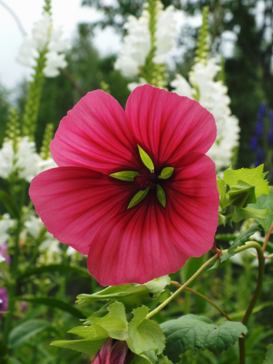 Лаватера тюрингенская многолетняя