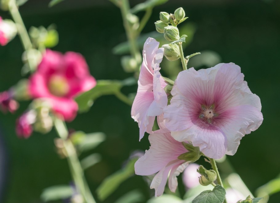 Лаватера древовидная (лат. Lavatera Arborea)