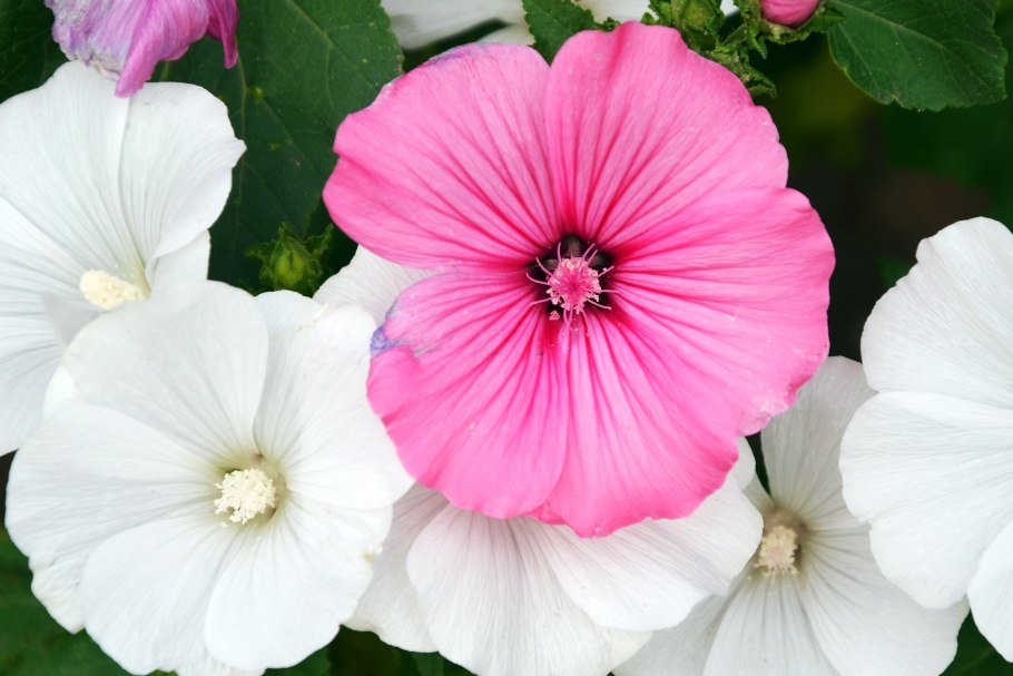 Лаватера многолетняя Брендон Спрингс семена наложенным платежом