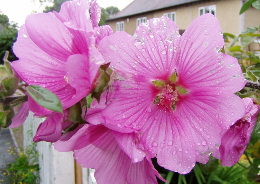 Датура куст