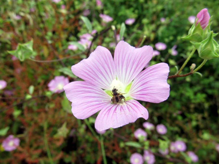 Лаватера с днем рождения