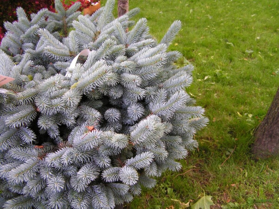 Picea pungens Ruby Teardrops