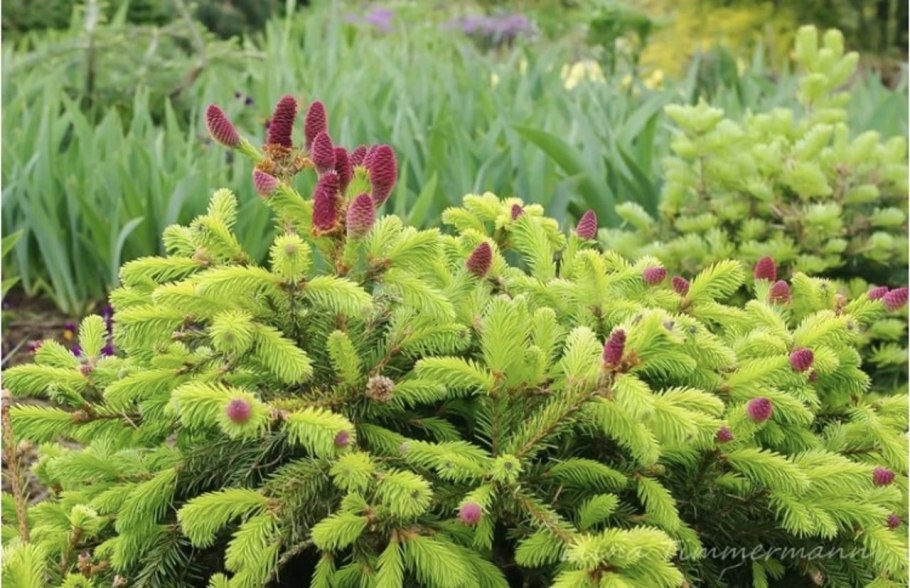 Ель Picea Abies Gold Finch