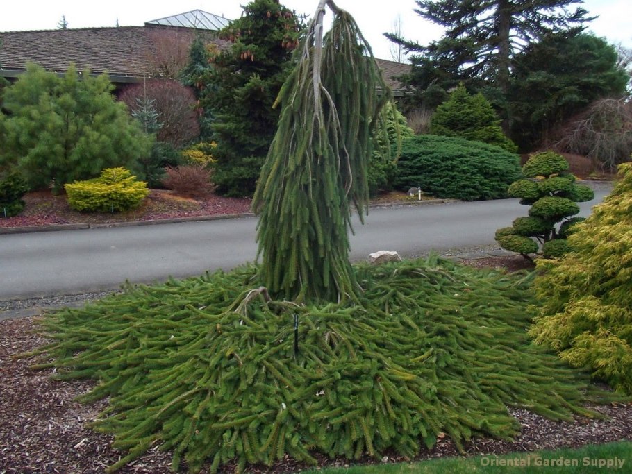 Ель обыкновенная хвоинки