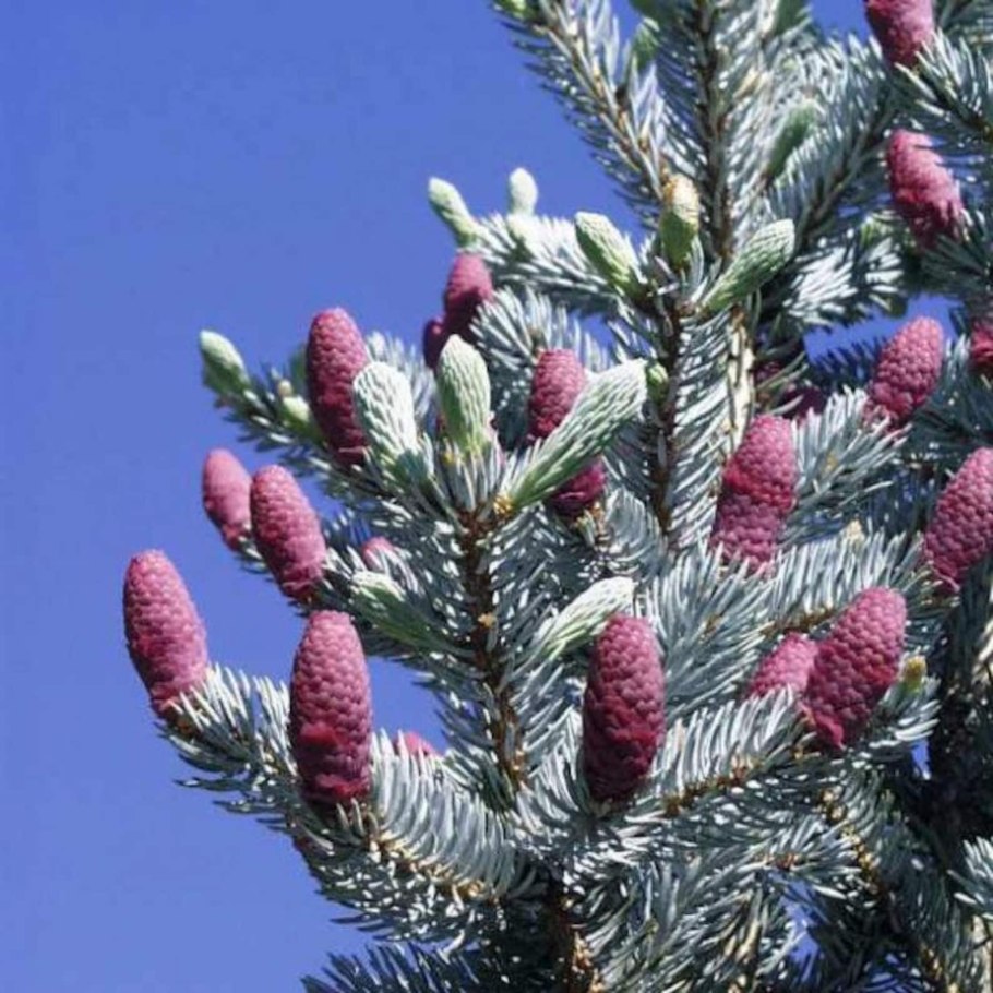 Ель Сербская Пендула Глаука