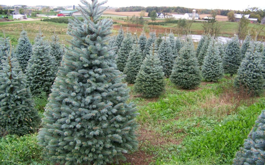 Ель елка сосна пихта