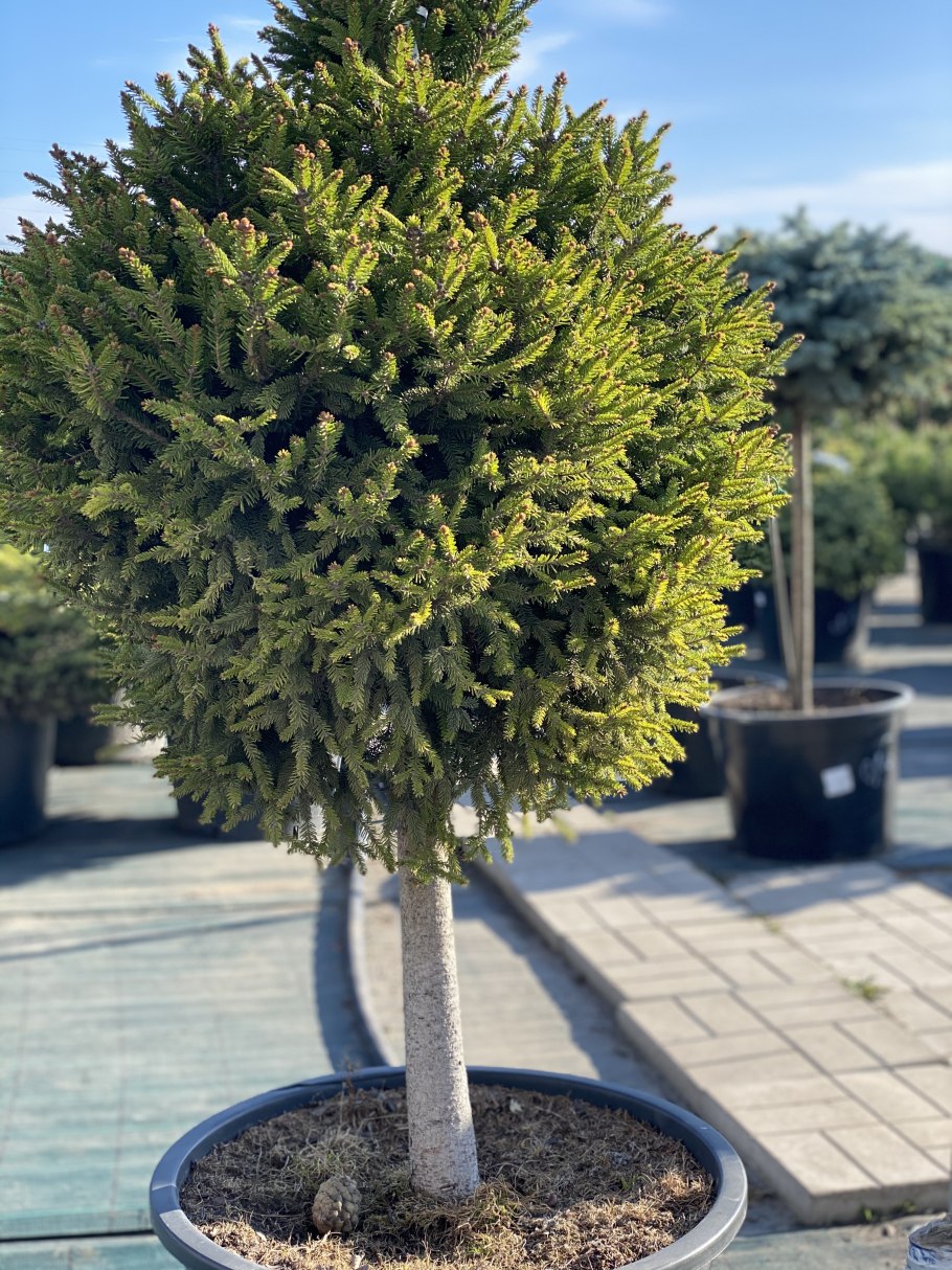 Picea pungens Bialobok