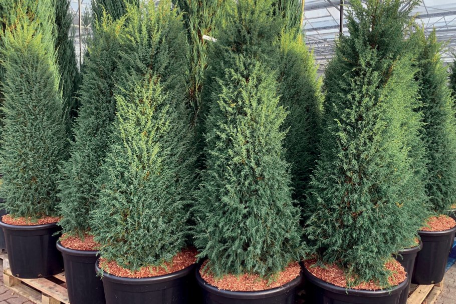 Picea pungens glauca globosa