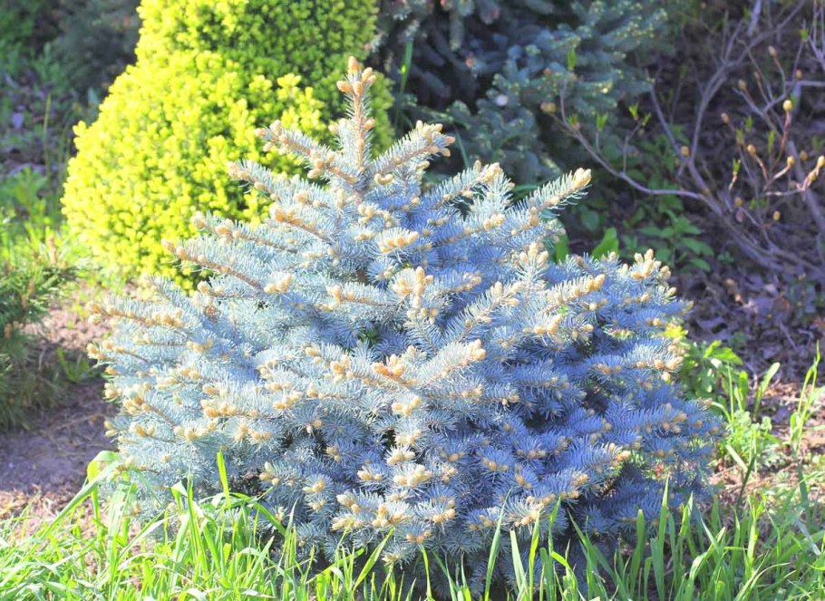 Ель glauca globosa