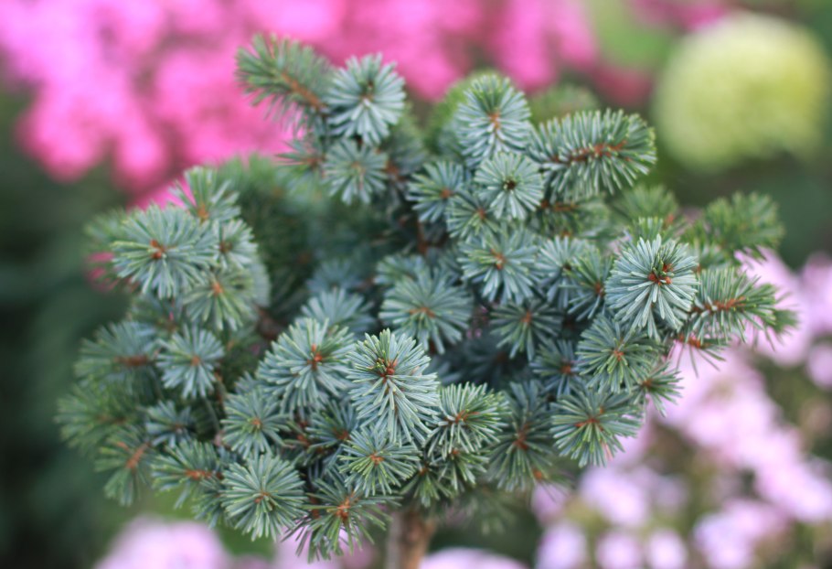 Picea glauca Dent