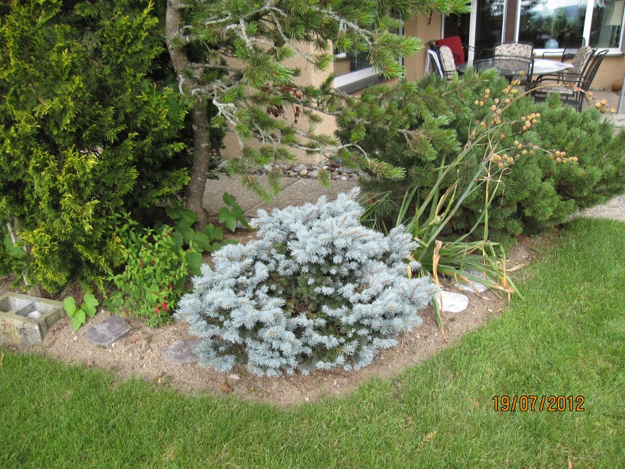 Ель Блю Даймонд в ландшафтном дизайне