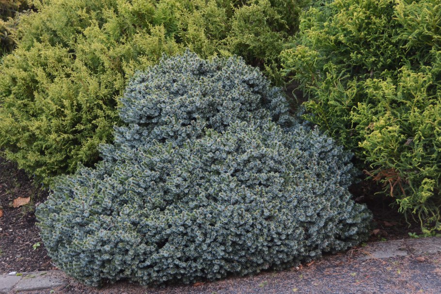 Picea omorika pimoko