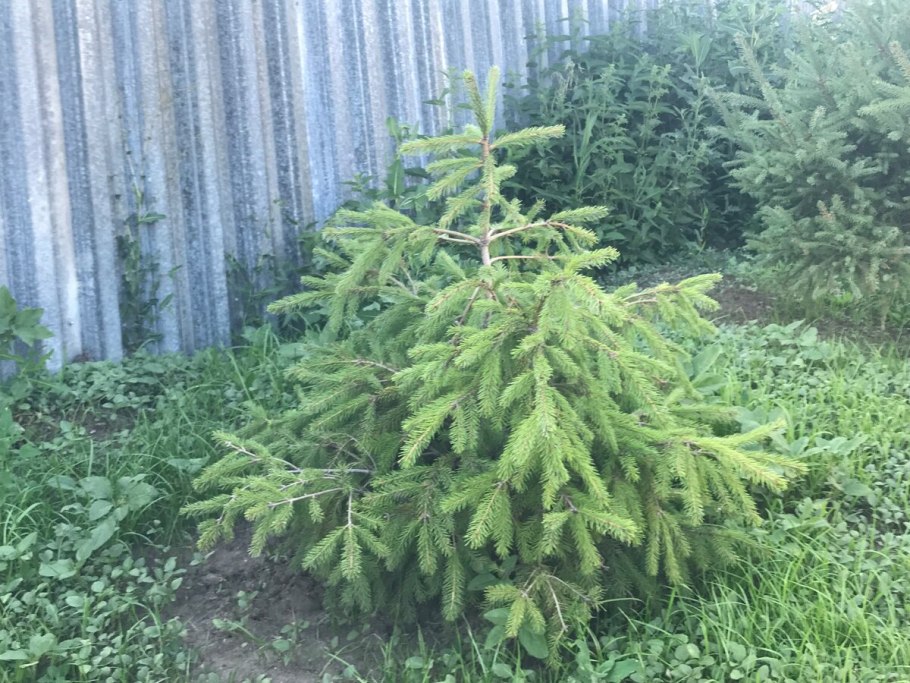 Ель Глаука Глобоза на штамбе