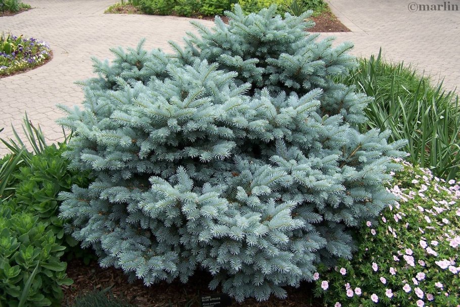 Picea Abies Paleček